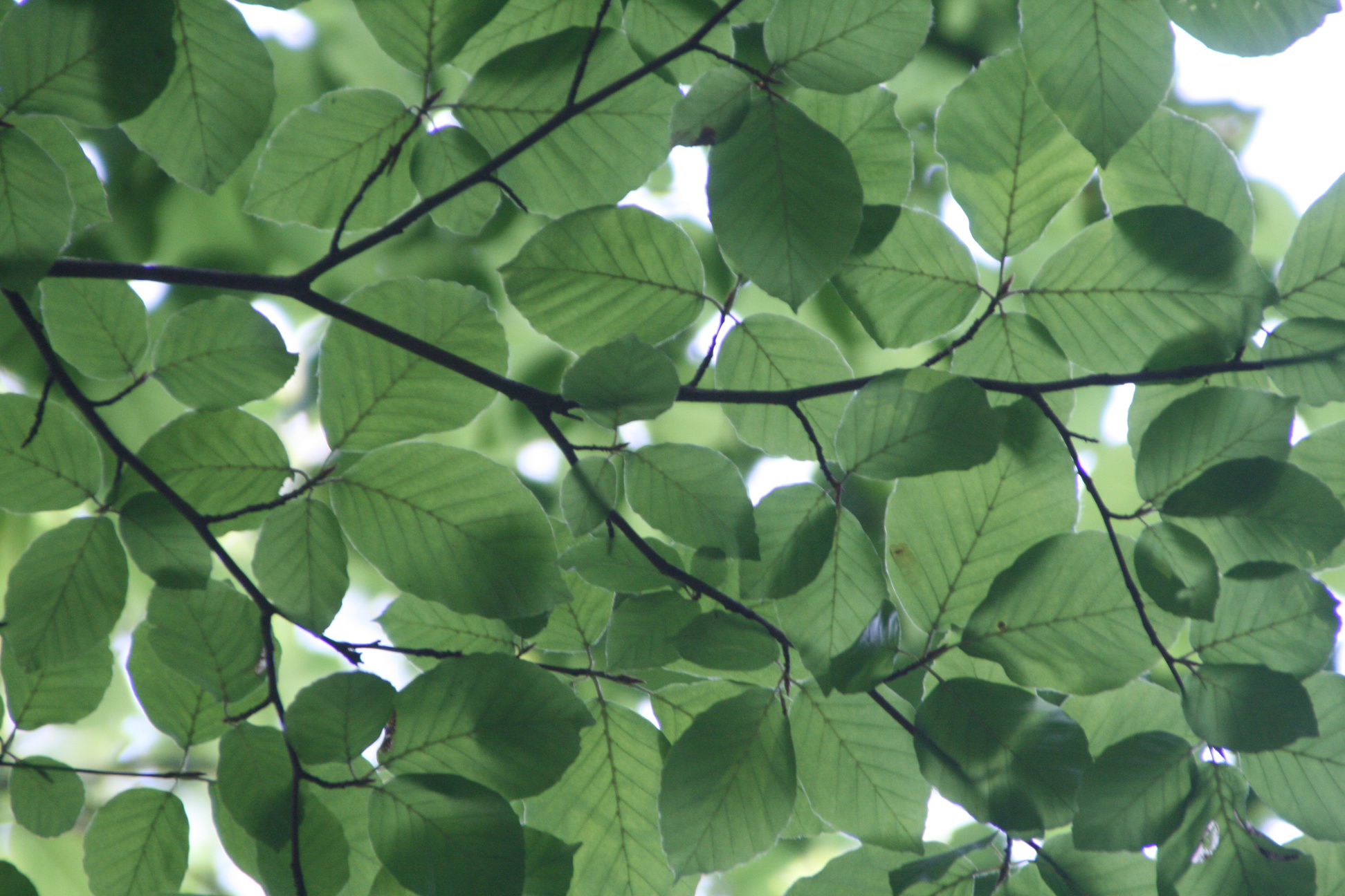 Green Leaf Tree